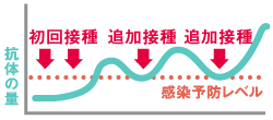 接種回数と抗体の量・不活化ワクチン